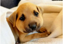 狗被蜜蜂蛰了有什么症状（保护狗狗不被蜜蜂蛰）