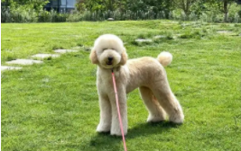 巨贵几个月是它疯长期（巨贵犬哪个颜色最贵）