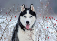 哈士奇狗粮什么牌子好一点（哈士奇不好好吃狗粮怎么办）