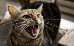 埃及传说地狱守门猫（埃及在哪）