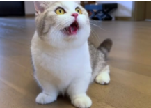 猫咪不开心怎么叫（怎么逗猫开心）