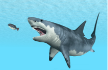 世界上最大十五种鲨鱼（比巨齿鲨还大的鲨鱼）