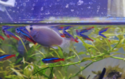 玛丽球鱼喜欢什么水质（玛丽球喜欢酸性还是碱性）