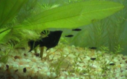 养黑玛丽鱼的注意事项和禁忌（养黑玛丽鱼有什么风水）