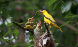 鸟发育过程的三个阶段（鸟类的发育要经历哪三个时期）