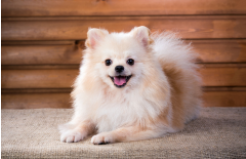 狗狗眼屎太多用什么药（狗狗长眼屎用什么药）