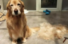 狗狗毛发不好 需要补什么（狗狗掉毛要补什么元素）