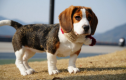 狗狗早上呕吐怎么办（狗狗早晨呕吐是什么原因）