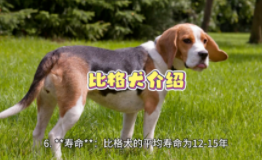 比格犬的猎性如何（比格犬能配合苍蝇出猎吗）