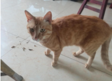 猫太爱吃鱼鳃了每天吃（猫天天吃煮熟的鱼会怎么样吗）