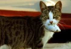 所有的猫都吃鱼吗（猫咪都爱吃鱼吗）