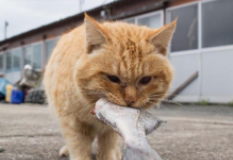 猫吃鱼要煮熟吗（给猫吃鱼可以直接清水煮吗）