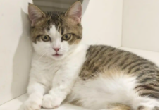 猫打呼噜是生气还是高兴（猫咪打呼噜的原因）