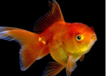 能自然过冬的观赏鱼不吃虾（什么观赏鱼可以过冬）