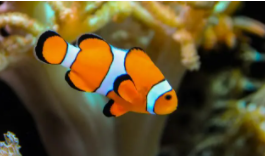 小丑鱼的外形特点和生活特征（小丑鱼是什么品种的鱼）