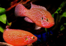 红宝石鱼厉害吗（红宝石鱼怎么养）