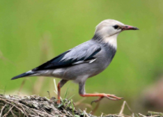 丝光椋鸟是什么鸟（丝光椋鸟是保护动物吗）