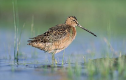 长嘴鸟类有哪些（嘴又细又尖的小型鸟）