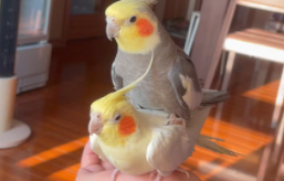 鹦鹉踩背是什么（鹦鹉踩背时器官在哪）