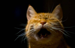 半夜猫叫有什么寓意（半夜猫叫是什么意思）