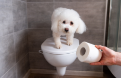 如何训练狗狗定点如厕（如何教狗狗指定地方拉尿）