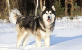 雪橇犬有几种类型（雪橇犬多哥是什么犬种）