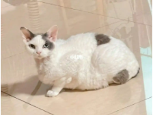 德文猫养公的还是母的（德文长残了的样子）