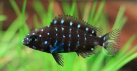 珍珠蝴蝶鱼简介（珍珠蝴蝶鱼多久变色）