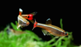 白云金丝鱼怀孕特征（金丝鱼产卵需要准备什么）