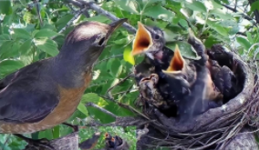 杜鹃鸟占哪种鸟的巢（杜鹊鸟占喜鹊的窝）