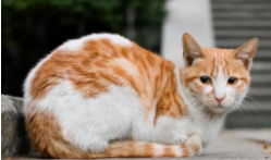 成年猫得猫瘟的症状（猫瘟是先吐还是先拉稀）