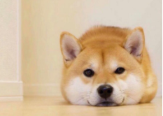 狗饿两天会饿死吗（小狗可以饿几天不吃饭）