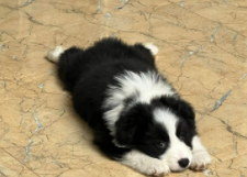 狗四肢无力（狗狗一夜之间后腿无力站不起来）