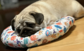 巴哥犬一只多少元（巴哥犬下崽用接生吗）