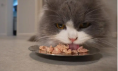 猫咪营养餐搭配（猫咪病后恢复期吃什么）