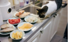 猫咪减肥的方法（减少猫咪剩饭剩菜的方法）