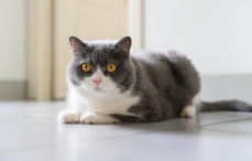 猫咪不能摸的部位（猫咪对人的信任分等级）