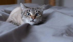 猫出汗是怎么回事（猫咪皮肤上有汗腺吗）