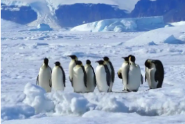 最耐寒的鸟类排名（耐寒动物排行）