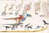 鸟类主要进化历程（演化和进化的区别）