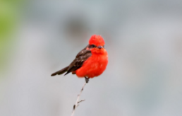 鸟类最主要的特征是什么（鸟类有哪些共同特征）