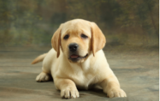 拉布拉多犬说明文作文450（拉布拉多的说明文）