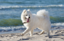 白色大型犬类（白色犬类及名称）