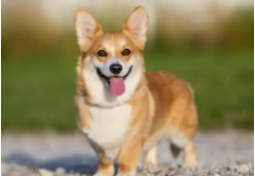 柯基犬好养吗?吃的多不多长的大不大（边牧和柯基哪个好养）