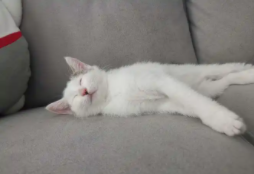 猫身上湿是出汗了吗（可以用湿巾给猫咪擦身体吗）