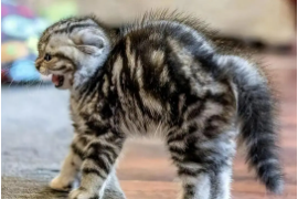 猫咪闻酒味会有事吗（猫咪应激多久才能缓过来）