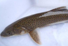 没有鱼鳞的鱼是什么鱼（不带鱼鳞的鱼） 