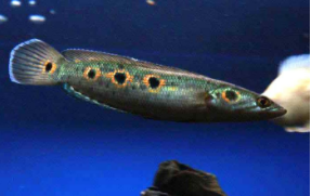 七彩海象雷龙凶吗（雷龙鱼的种类分类）