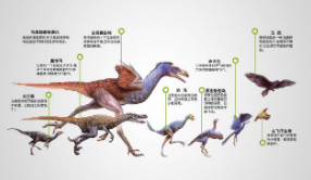 鸟类的演变与进化（鸟类的祖先进化）
