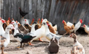 鸡鸭鹅是鸟类还是禽类（禽类和鸟类是一样的吗）